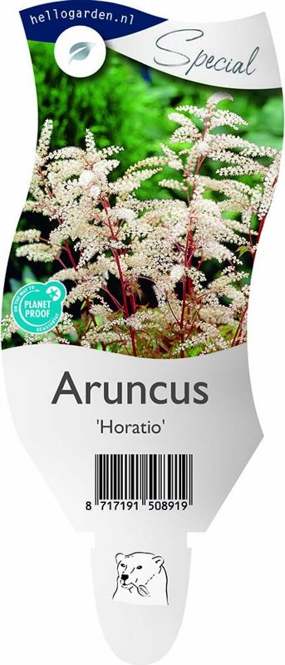 Aruncus 'Horatio' - P11